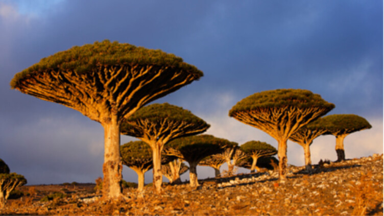 استكشاف جزيرة سقطرى: وجهة سياحية ساحرة في اليمن